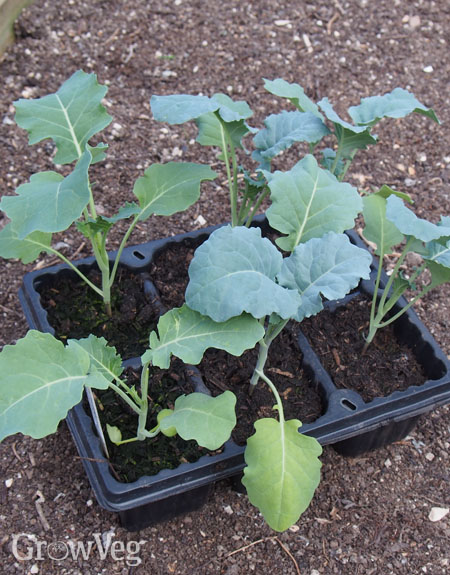 Brassica seedlings