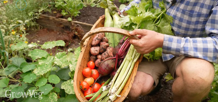 Trug full of veggies