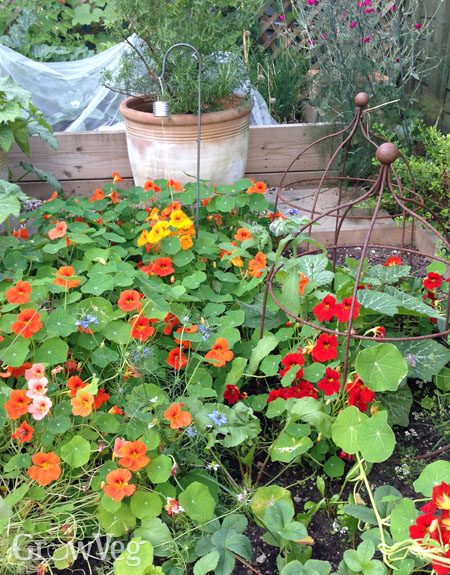 Nasturtiums