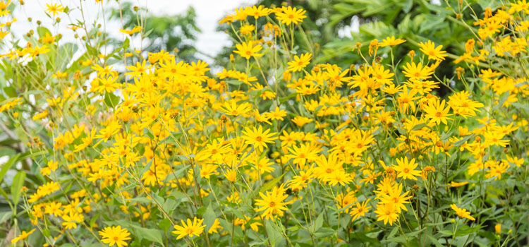 Sunchoke flowers