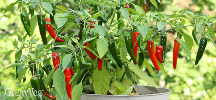 Prune container-grown peppers to a manageable size before bringing them indoors
