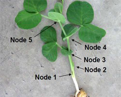 Pea nodes. Image with permission of Cornell University