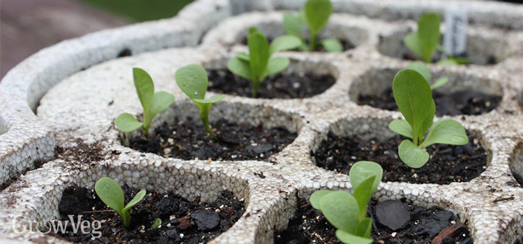 Radicchio seedlings grow fast and resist pests