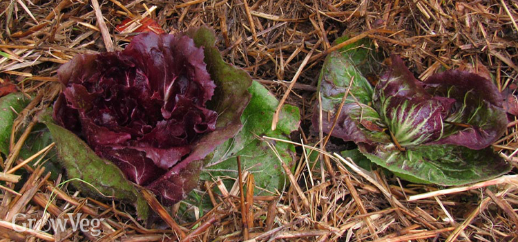 Radicchio is helped through winter with mulch and row cover