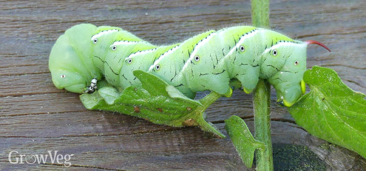 A mature tobacco hornworm, fattened on tomato foliage and ready to pupate