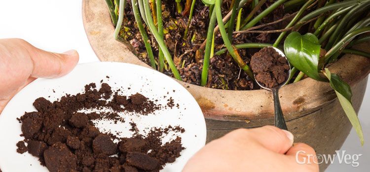 Image of Coffee grounds sprinkled around plants