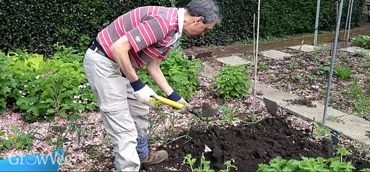 Adding organic matter to enrich the vegetable garden