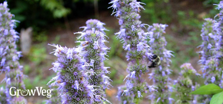 Agastache flower