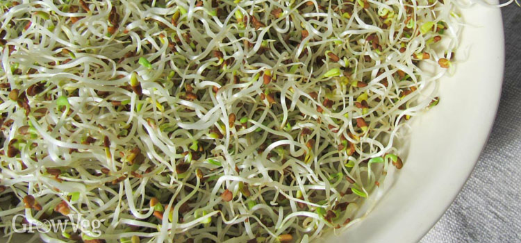 Alfalfa sprouts