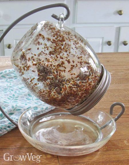 Alfalfa sprouts in a jar