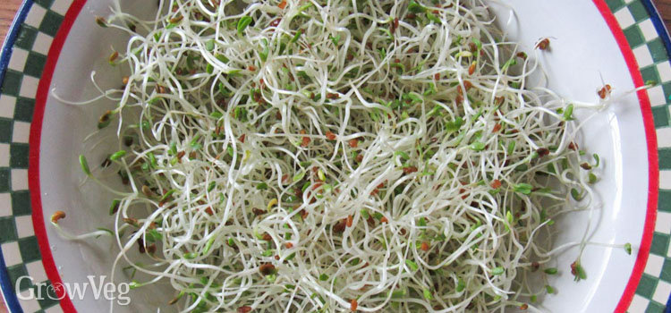 Alfalfa sprouts in a sprouting jar