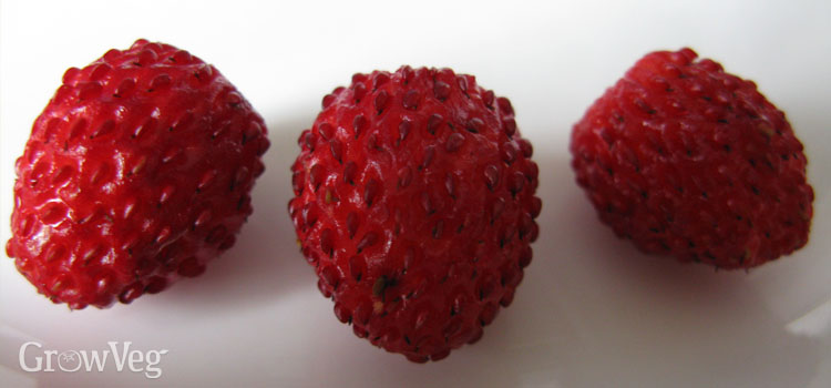 Trio of alpine strawberries