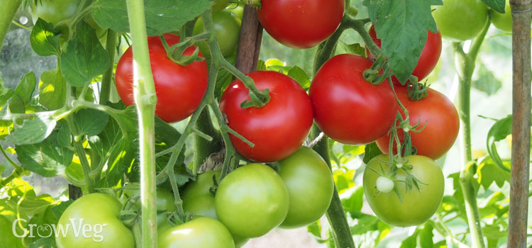 “Tomatoes-in-sun”