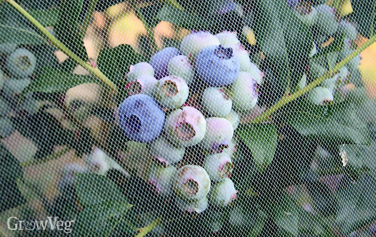 “Blueberries