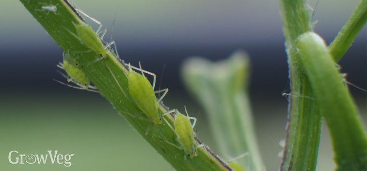 Aphids on a chilli plant