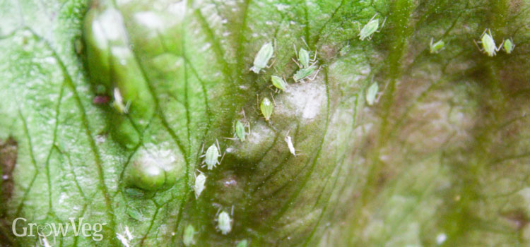 Aphid on lettuce