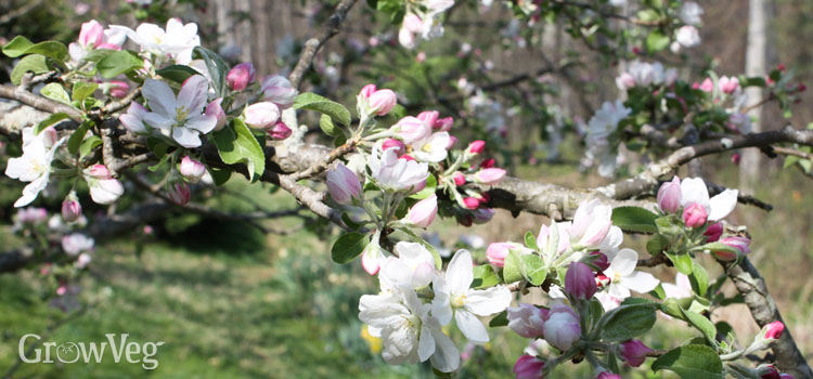 https://gardenplannerwebsites.azureedge.net/blog/apple-blossom-2-2x.jpg