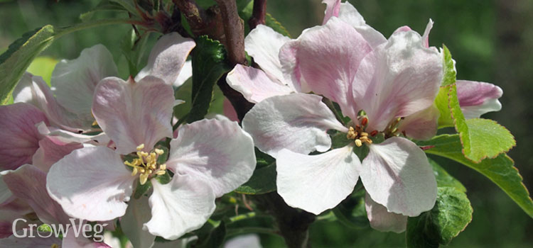 https://gardenplannerwebsites.azureedge.net/blog/apple-blossom-2.jpg