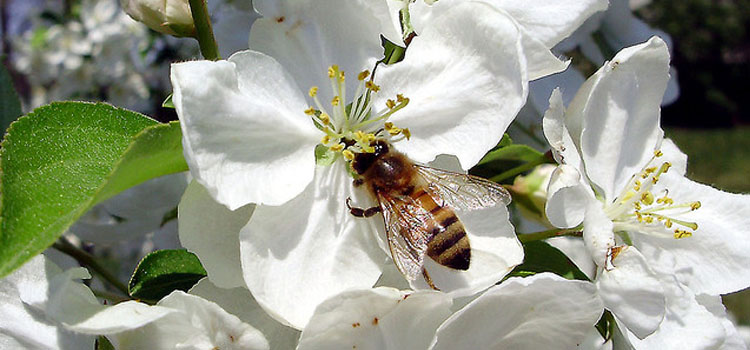 Bee pollinating apple tree blossom