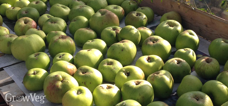Harvested apples ready for storing