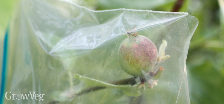 Bagged apples for protection against codling moths