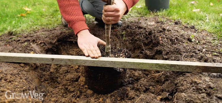 Planting an apple tree