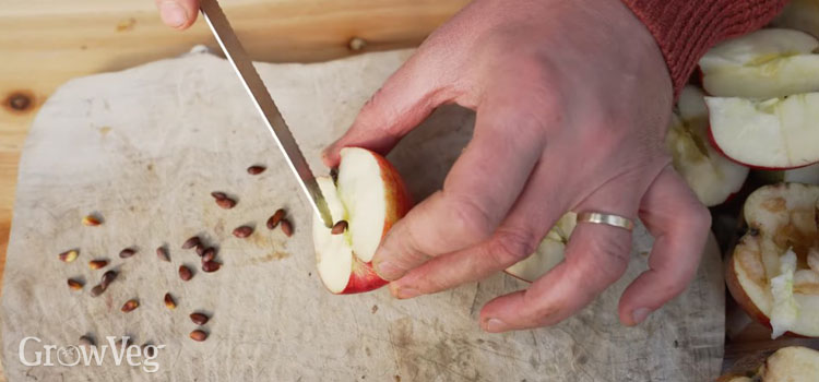 Apple seeds