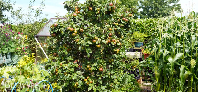 Dwarf apple tree