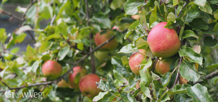 Apple tree