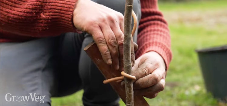 Staking an apple tree