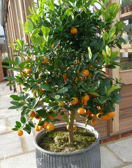 Citrus in a pot