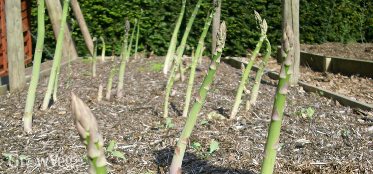 Reduce your food bills by growing asparagus