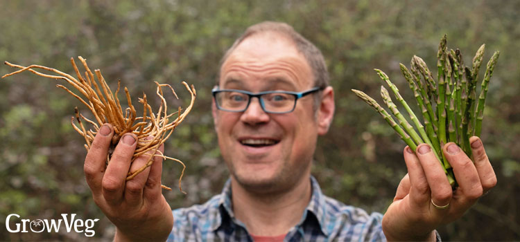 Asparagus crown and spears
