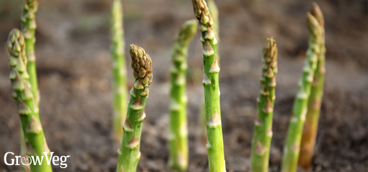 Asparagus spears