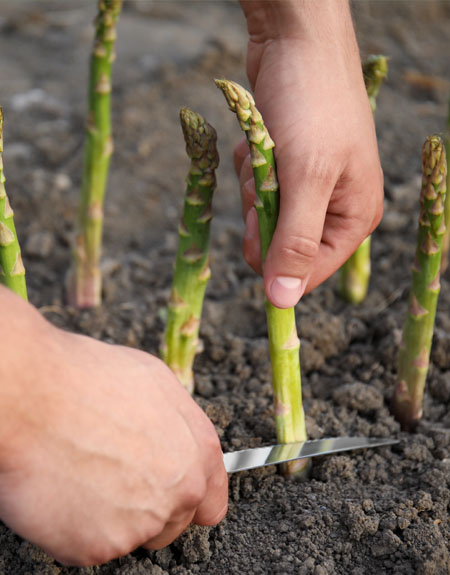 Harvesting asparagus