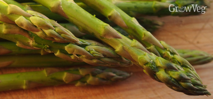 Harvested asparagus