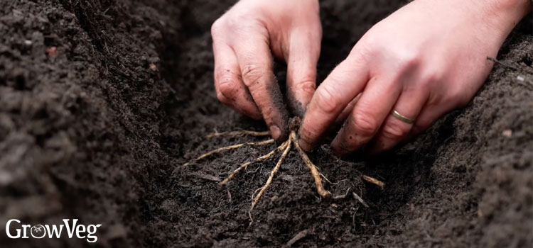 Planting asparagus