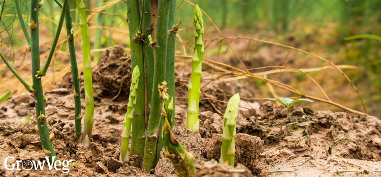 Asparagus growing in sandy soil
