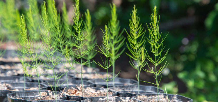 Asparagus seedlings