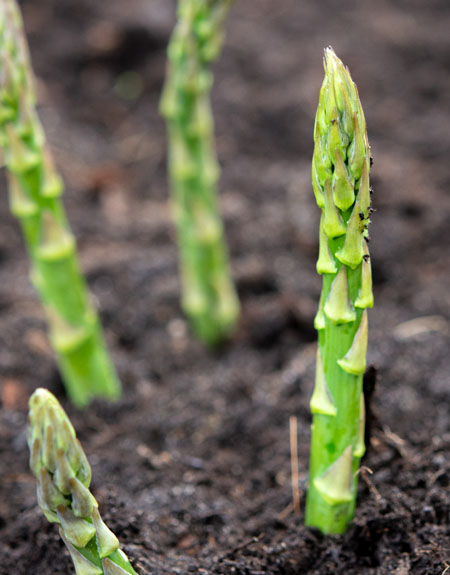 Asparagus spears