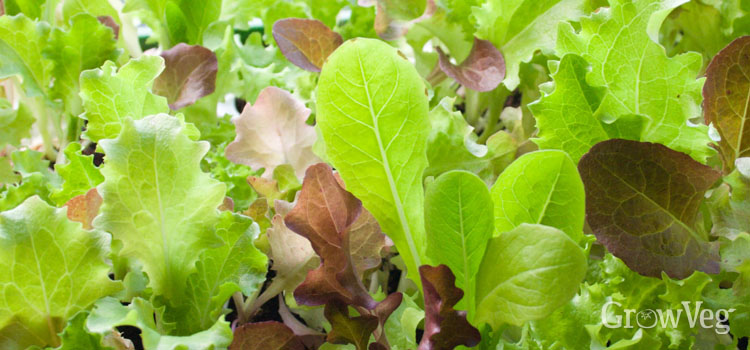 https://gardenplannerwebsites.azureedge.net/blog/baby-lettuce-leaves-2x.jpg