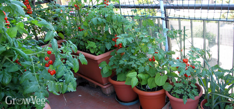 Grow An Edible Garden On Your Balcony, How To Garden In Balcony