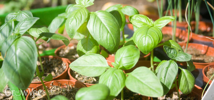 Growing basil for Italian cooking