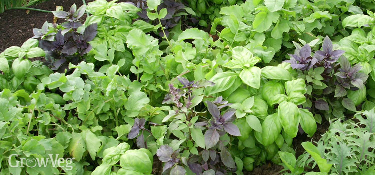 Basil and other leaves