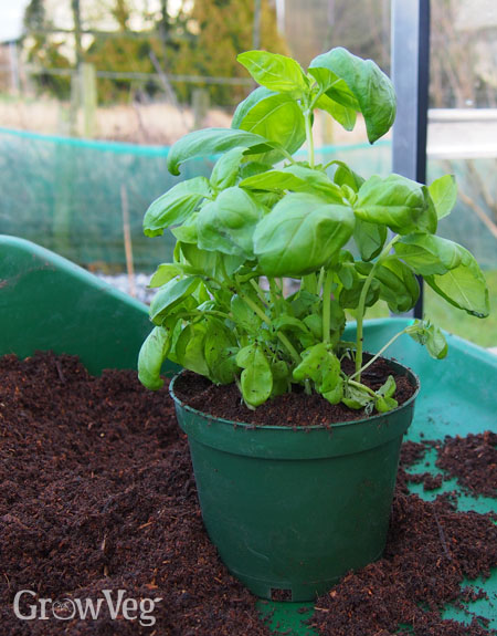 Basil growing in homemade potting mix
