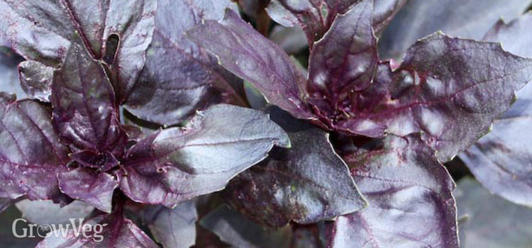 Purple leaved basil