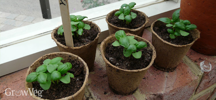 Basil seedlings on a windowsill