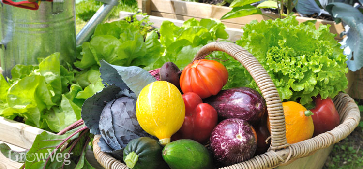 https://gardenplannerwebsites.azureedge.net/blog/basket-of-fruits-and-veggies-2x.jpg