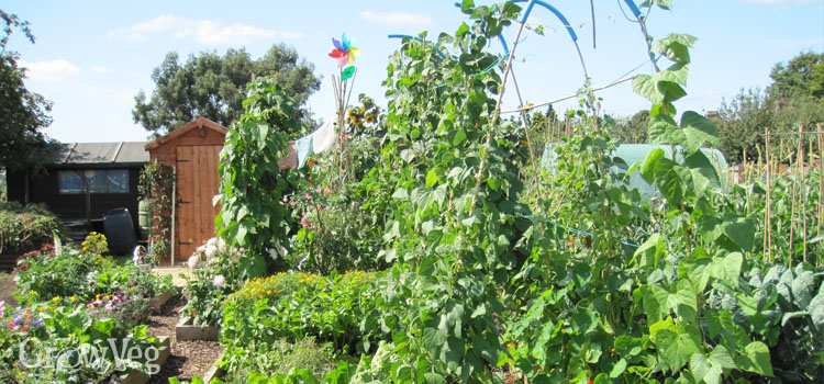 Arch supports for growing beans between raised beds