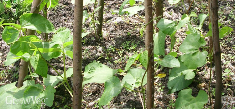 Runner bean seedlings